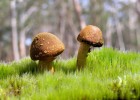 柳州市医学奇迹，揭秘第一例试管婴儿的故事